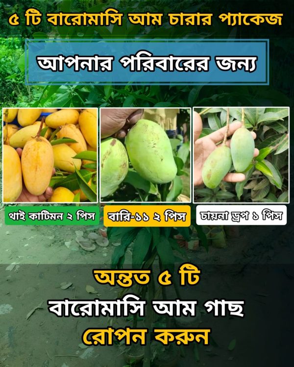 ৫ টি বারোমাসি আমের চারা